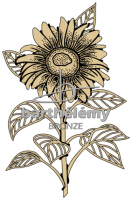 Sunflower Bronze